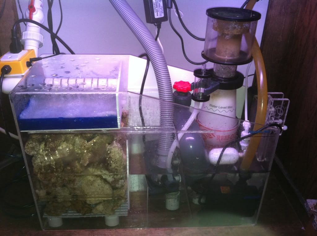 Maggie Muffler vs. Herbiestyle Overflow Which is Quieter? Reef